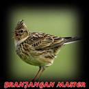 Masteran Branjangan Mp3 aplikacja