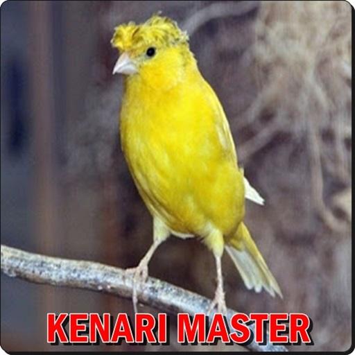 Masteran Kenari Offline