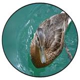 Suara Bebek-icoon