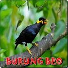 Suara Burung Beo-icoon