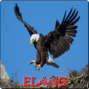 Suara burung Elang APK