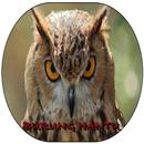 Suara Burung Hantu APK