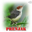 Prenjak Master Mp3 APK