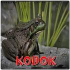 Ringtones Kodok-icoon