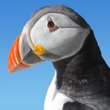 Farne Islands Puffin
