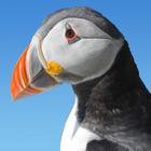 Farne Islands Puffin आइकन