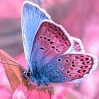 pink butterfly wallpapers icon