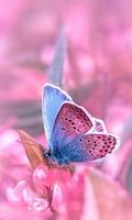 پوستر pink butterfly wallpapers