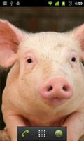 pink pig wallpapers স্ক্রিনশট 1