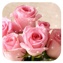Pink Rose Flower Romantic Theme APK