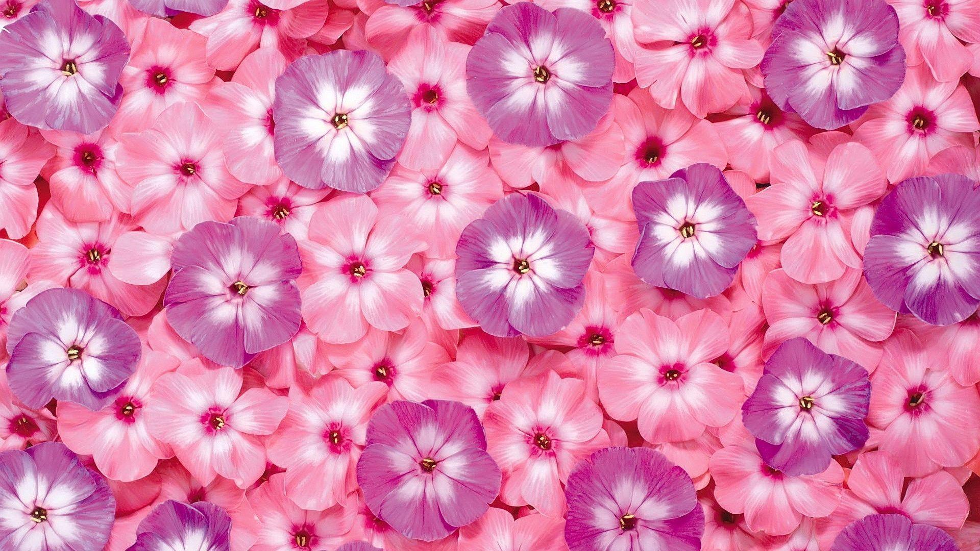 Pink Wallpaper Pictures Hd Images Free Photos 4k For Android Apk Pink Wallpaper Pictures Hd Images Free Photos 4k For Android Apk