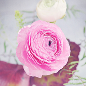 Pink Flower Wallpapers icon