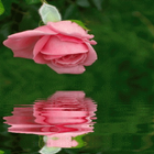 Pink Rose Reflection Free LWP icône