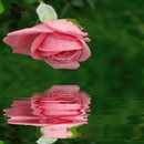 Pink Rose Reflection Free LWP-APK