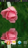 Pink Rose Reflection Free LWP Affiche