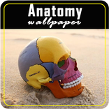 Anatomy Wallpaper
