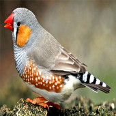 Kicau Burung Pipit For Android Apk Download