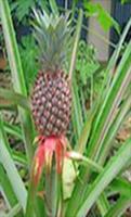 Guide Grow Pineapple Affiche