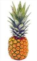 Guide Grow Pineapple capture d'écran 1