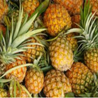 Pineapple biểu tượng