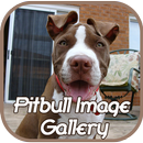 APK Pitbull Image Gallery