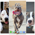 Pitbull Wallpaper HD
