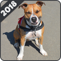 Pitbull Wallpapers