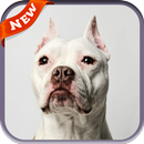 Pitbull Wallpaper APK