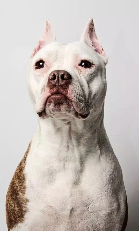 Tải xuống APK Pitbull Wallpaper cho Android Tải xuống APK Pitbull Wallpaper cho Android