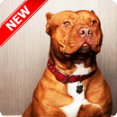 Pitbull Wallpapers APK