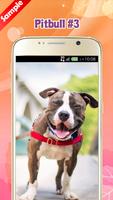 Pitbull Wallpapers ภาพหน้าจอ 3