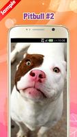 Pitbull Wallpapers ภาพหน้าจอ 2