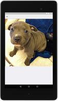 Pitbull Dog Training Guide स्क्रीनशॉट 1
