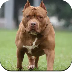 Pitbull Dog Wallpaper 4K APK Herunterladen