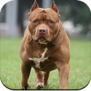 Pitbull Dog Wallpaper 4K APK