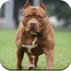 Pitbull Dog Wallpaper-icoon