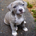 Pitbull Puppies icône