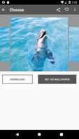 برنامه‌نما Dolphin Wallpaper عکس از صفحه