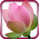 Gayatri Mantra -Mystical India APK