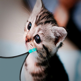 Zipper baby cat lock screen icône