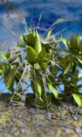 Plants in the wind free lwp poster