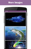 Fish Wallpapers постер