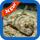 Plaice Wallpaper APK