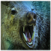 Boar Sounds icon