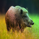 Boar ringtones fx APK