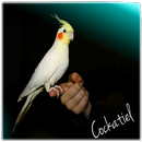 Cockatiel Bird Sounds APK