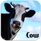 Cow Sounds icône