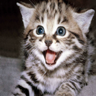 Kitten ringtones fx icon