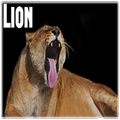 Lion Suoni