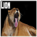 Lion Sounds APK